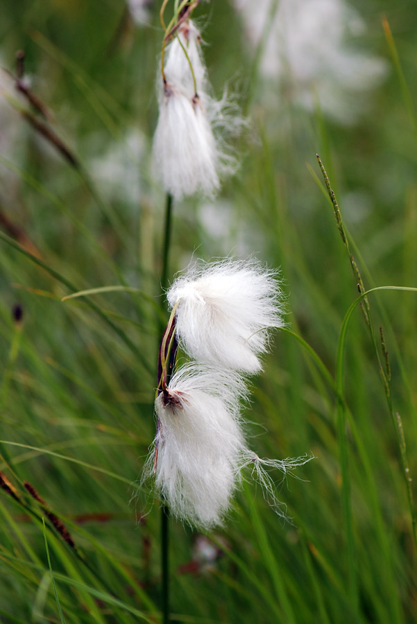 Di zona umida, da id.- Eriophorum sp